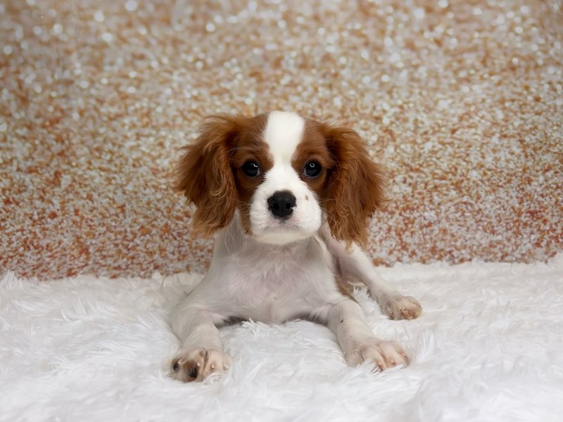 [#261688-01]  - Blenheim M Cavalier King Charles Spaniel Puppies for Sale