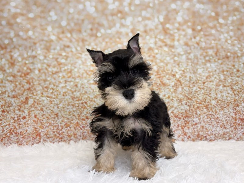 [#261581-02]  - Black Silver M Miniature Schnauzer Puppies for Sale