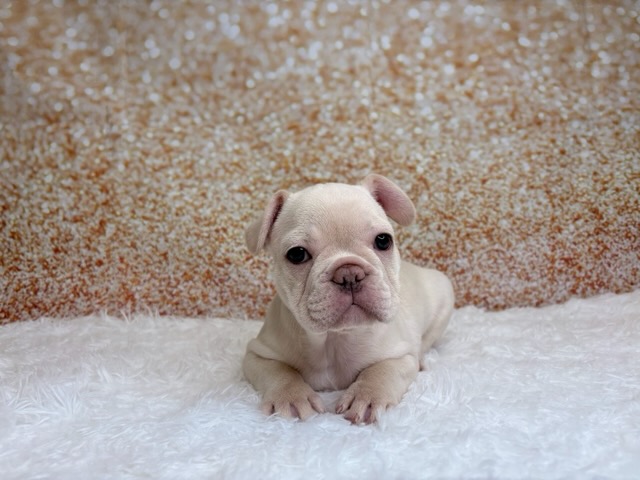 [#26236-04]  - Cream M French Bulldog Puppies for Sale