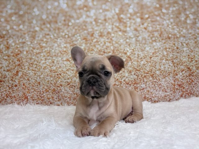 [#26236-05]  - Blue Fawn M French Bulldog Puppies for Sale