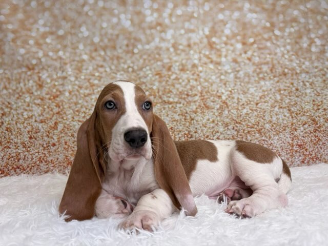 [#26219-04]  - Lilac / White M Basset Hound Puppies for Sale