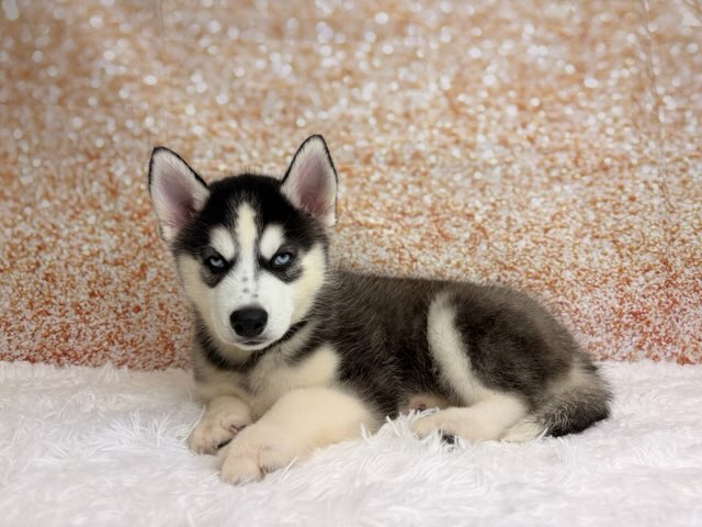 [#26221-01]  - Black / White M Siberian Husky Puppies for Sale