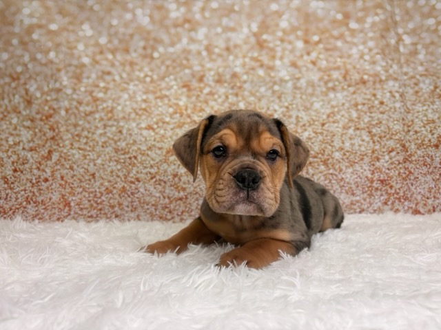 [#261408-04]  - Blue Merle F Beabull 3/4 Puppies for Sale