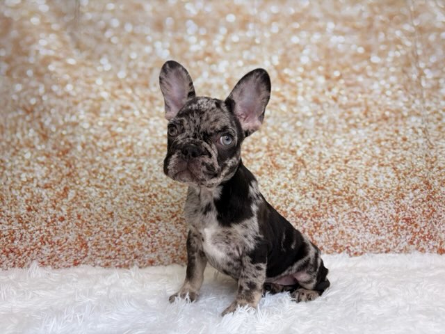 [#261562-06]  - Black Merle M French Bulldog Puppies for Sale