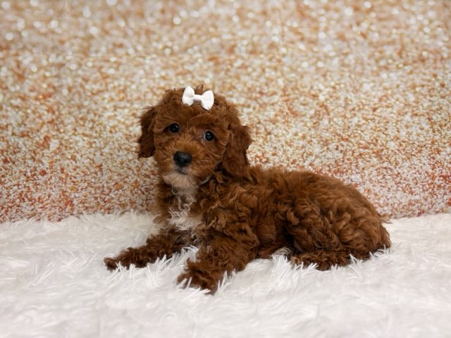 [#261493-03]  - Red F Poodle Puppies for Sale