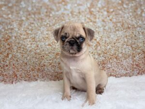 Petland Cleveland Pug puppy available