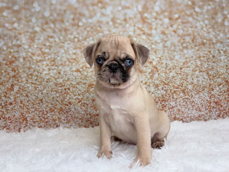 [#261392-05]  - Fawn Merle F Pug Puppies for Sale