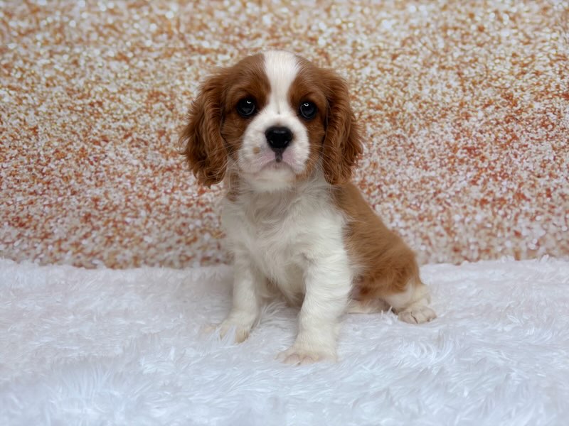 [#261672-01]  - Blenheim M Cavalier King Charles Spaniel Puppies for Sale