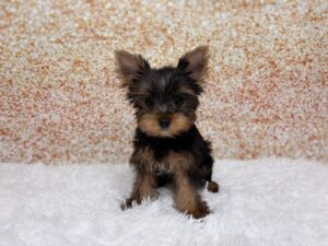 Yorkshire Terrier (M) 6127