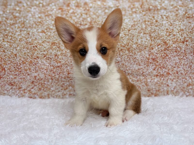 [#261867-02]  - Red / White M Pembroke Welsh Corgi Puppies for Sale