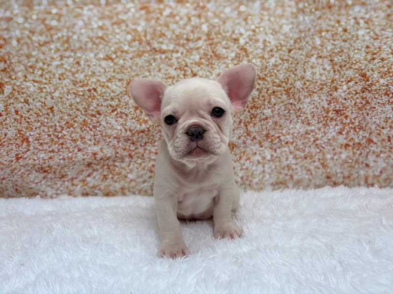 [#26236-03]  - Cream M French Bulldog Puppies for Sale