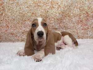 Petland Cleveland Basset Hound puppy available