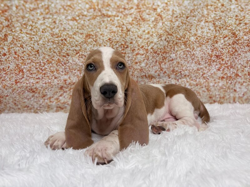 [#26219-03]  - Lilac / White M Basset Hound Puppies for Sale
