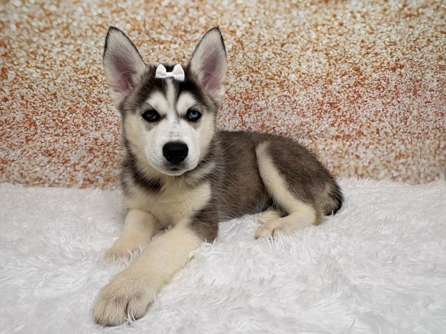 [#26221-05]  - Black / White F Siberian Husky Puppies for Sale