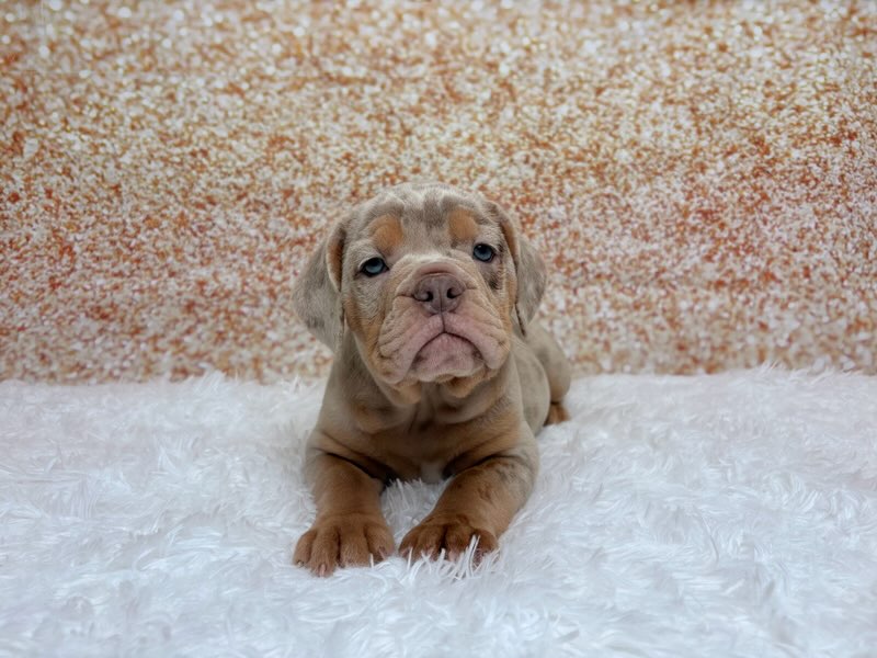 [#261408-03]  - Chocolate Merle F Beabull 3/4 Puppies for Sale