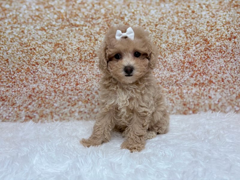 [#261490-02]  - Apricot F Poodle Puppies for Sale