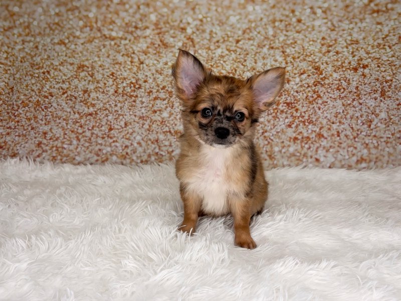 [#26248-02]  - Merle M Chihuahua Puppies for Sale