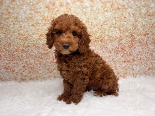 [#261529-01]  - Red M Cockadoodle F1 Puppies for Sale