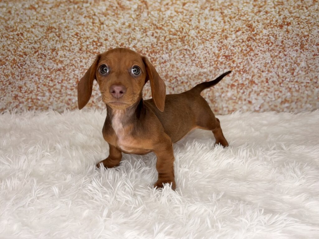 [#261505-02]  - Red M Dachshund Puppies for Sale