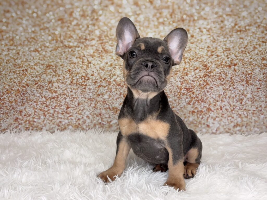 [#261492-04]  - Blue / Tan M French Bulldog Puppies for Sale