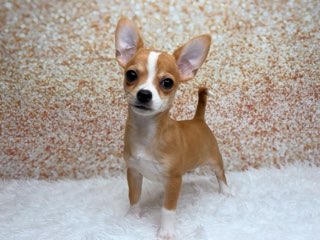 [#261755-01]  - Red Fawn M Chihuahua Puppies for Sale