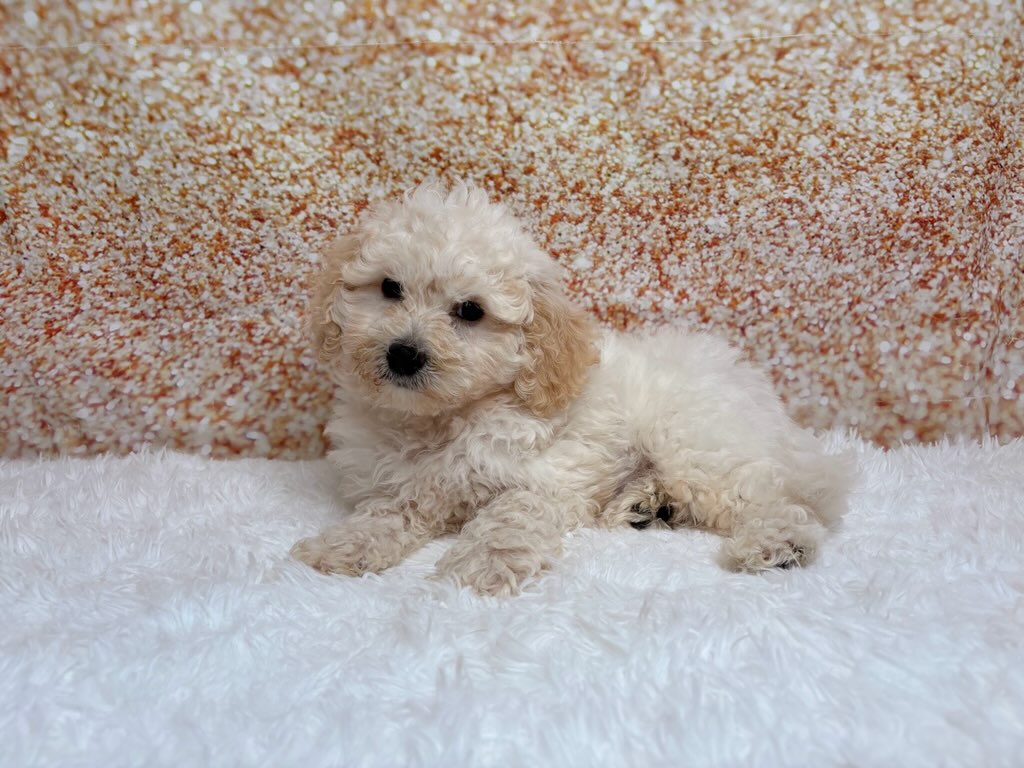 [#261319-01]  - White M Bichon Frise Puppies for Sale