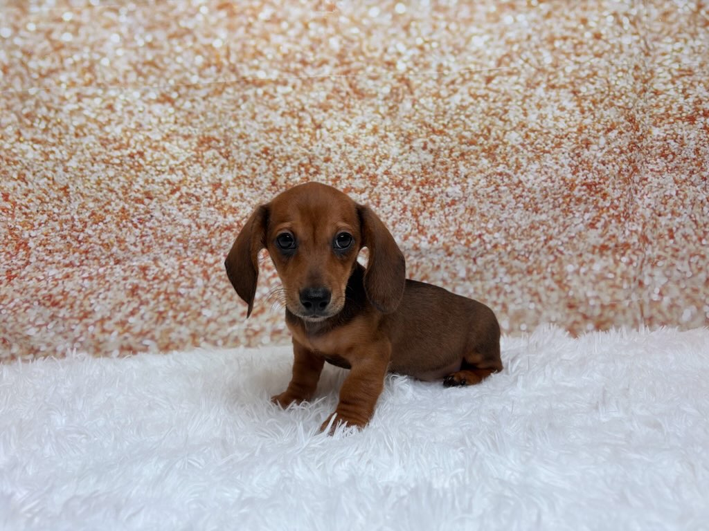 [#261505-01]  - Red M Dachshund Puppies for Sale