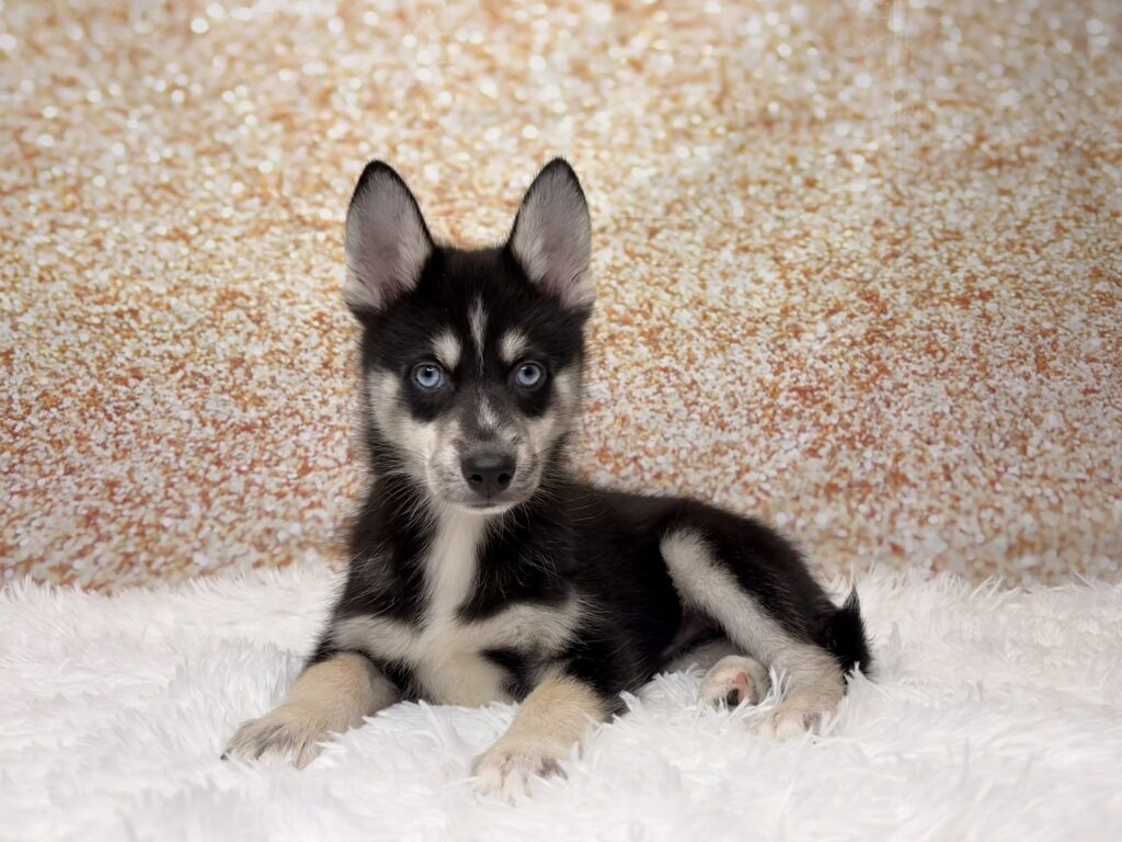 [#26214-05]  - Black / White F Pomsky Puppies for Sale