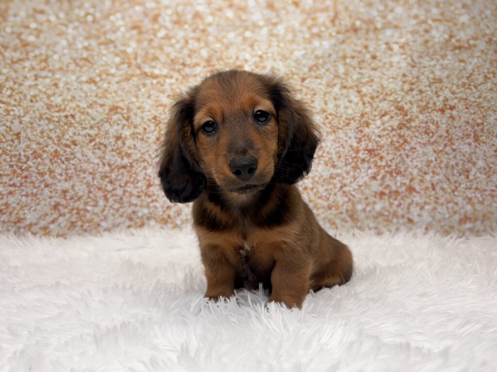 [#26221-02]  - Sable M Dachshund Puppies for Sale