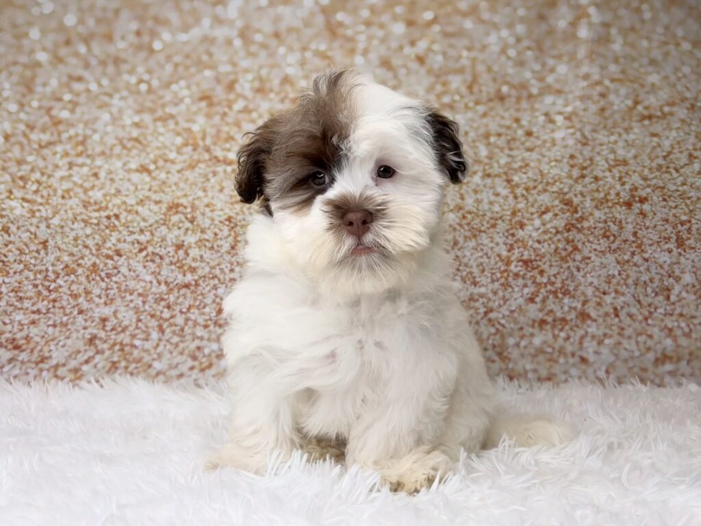 [#261318-01]  - Chocolate M Havanese Puppies for Sale