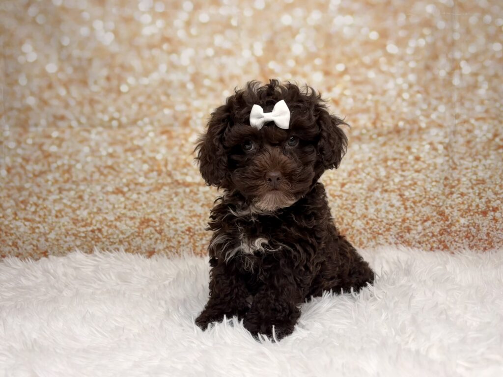 [#261580-02]  - Chocolate F Poodle/Cock A Poo Puppies for Sale