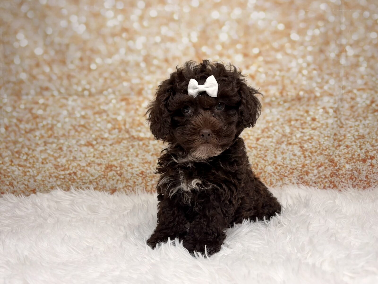 [#261580-02]  - Chocolate F Poodle/Cock A Poo Puppies for Sale