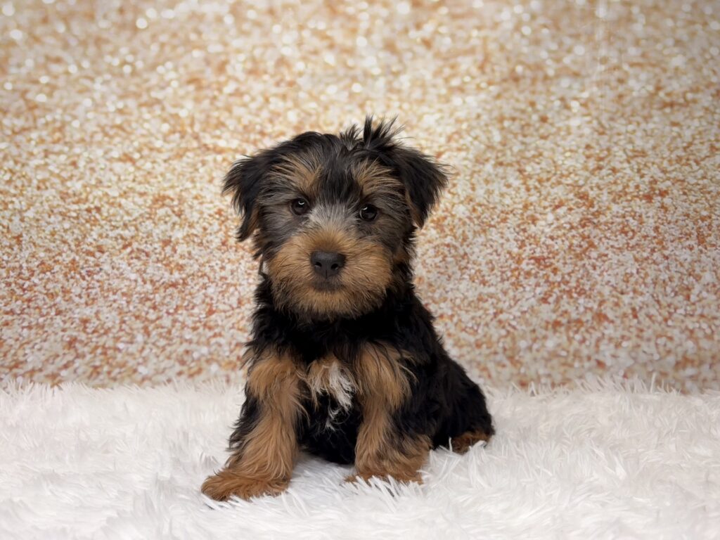 [#261448-02]  - Black / Tan M Yorkshire Terrier Puppies for Sale