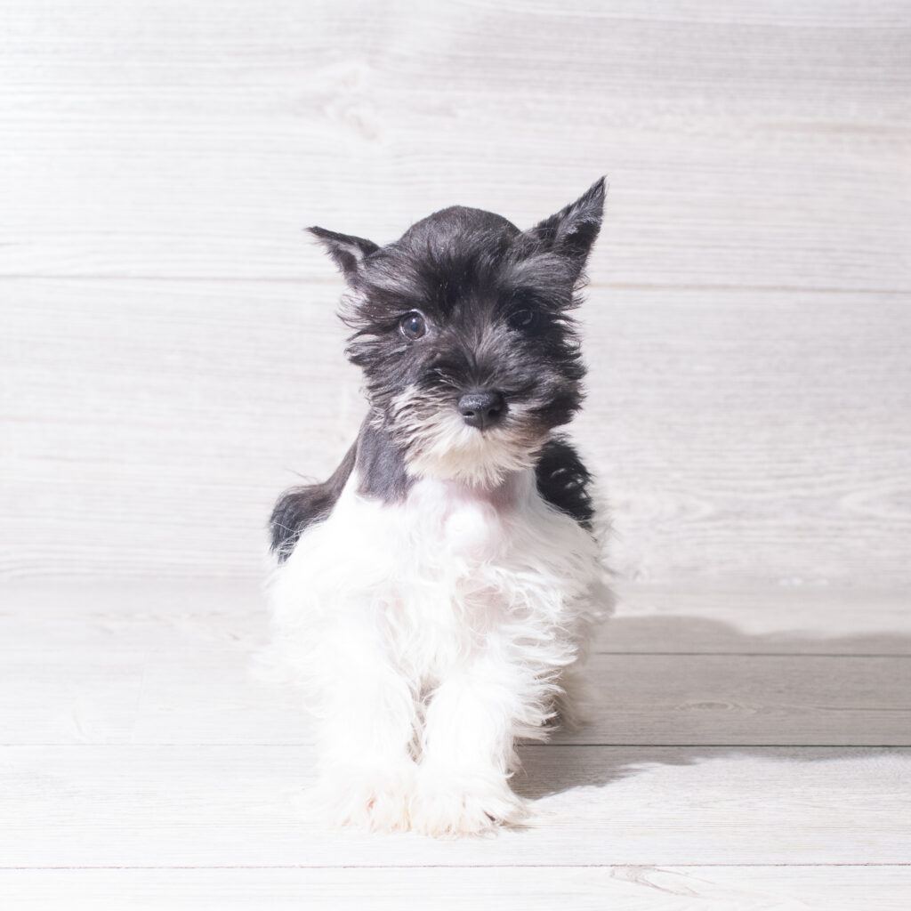 [#261445-05]  - Black / White F Miniature Schnauzer Puppies for Sale