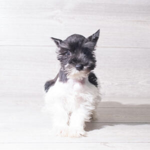 Petland Cleveland Miniature Schnauzer puppy available