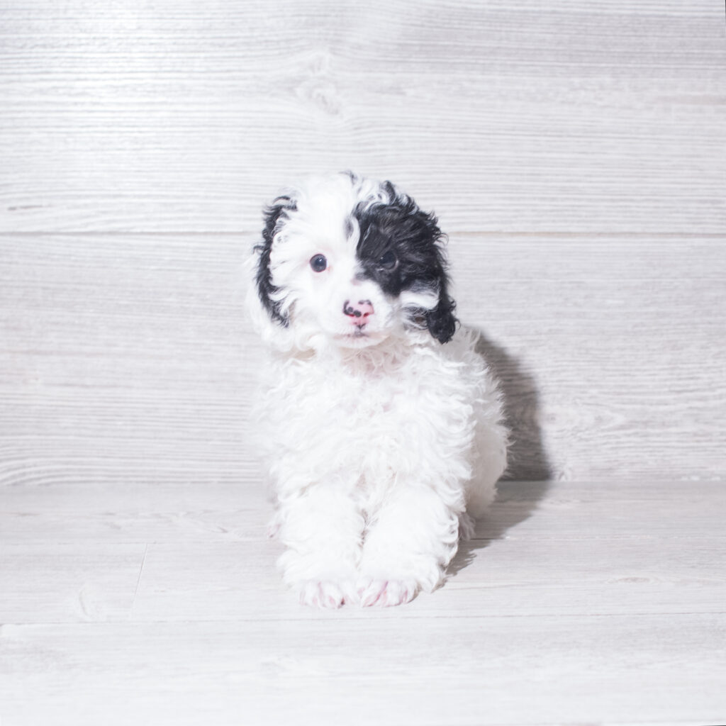 [#261440-03]  - White / Black M Poodle Puppies for Sale