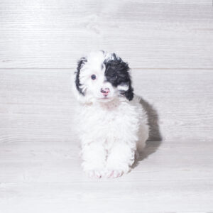 Poodle (M) 6103