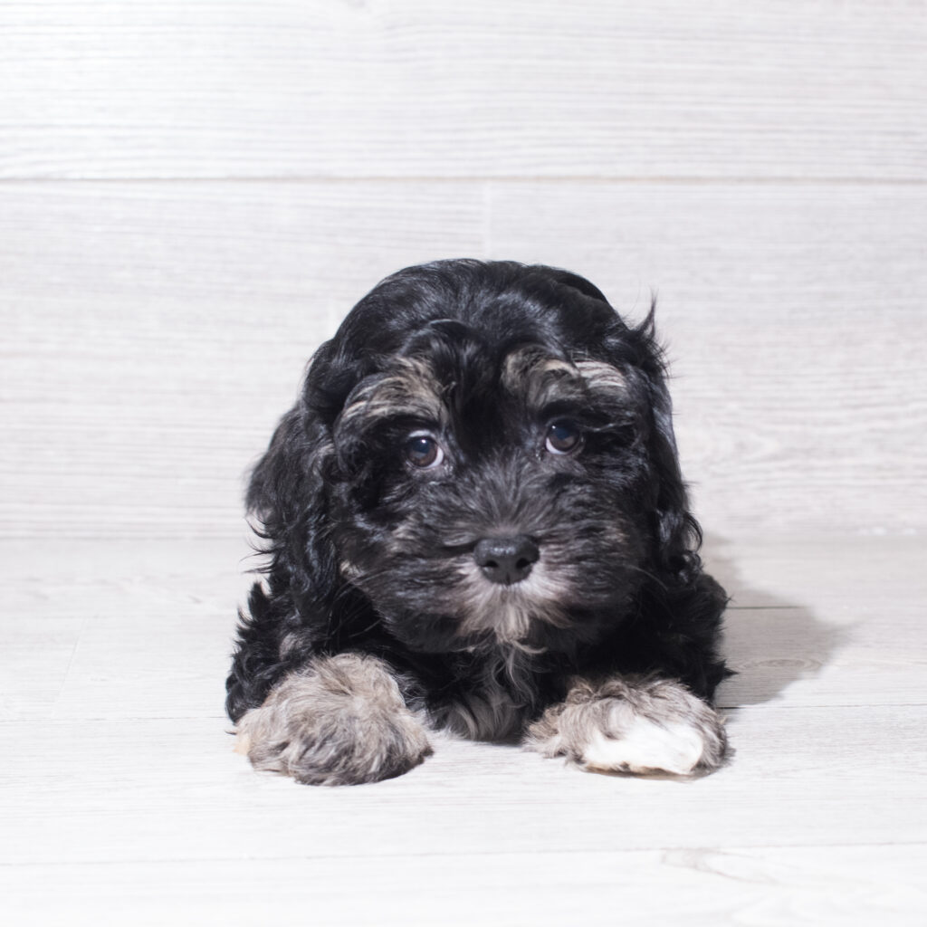 [#261507-03]  - Black / Tan M Havanese Puppies for Sale