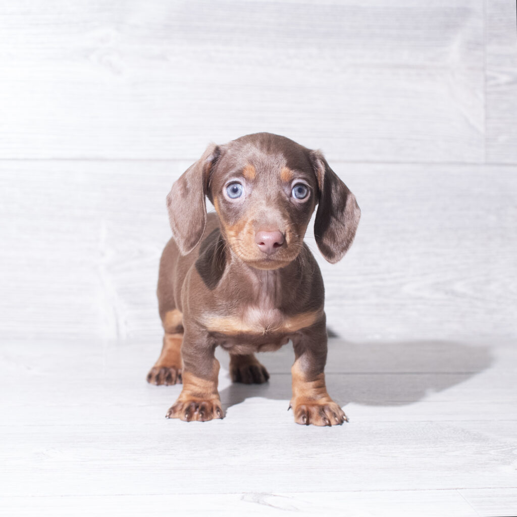 [#261505-06]  - Chocolate F Dachshund Puppies for Sale
