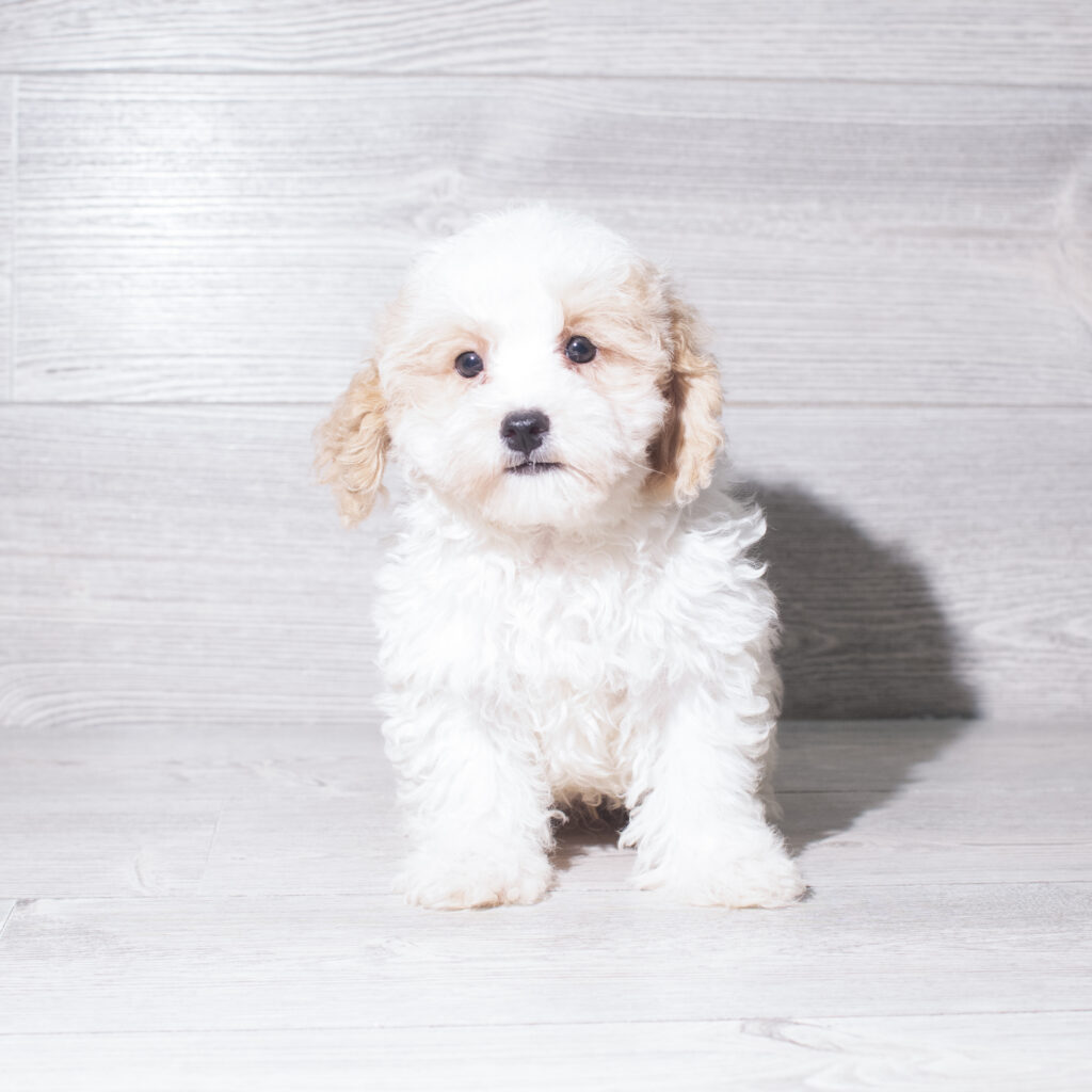 [#261546-02]  - Apricot / White M Maltipoo Puppies for Sale