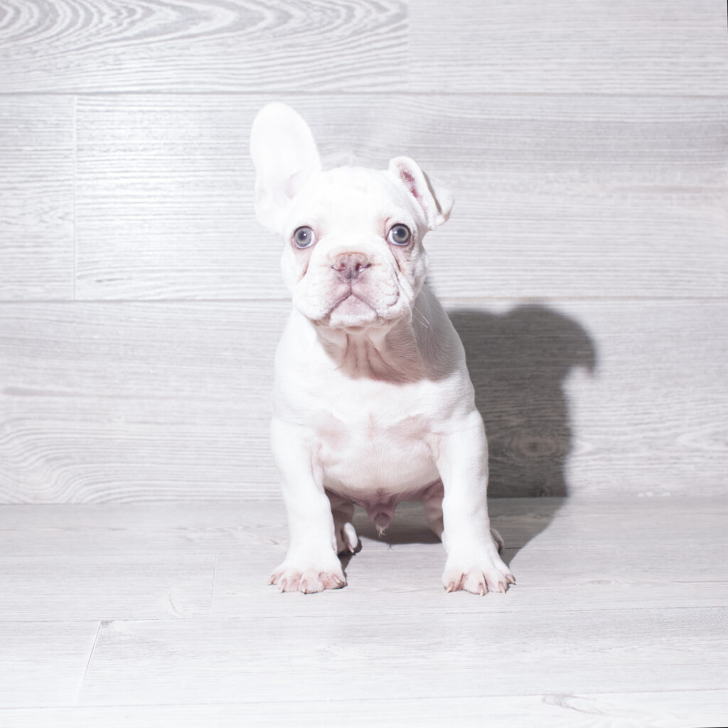 [#261562-04]  - Cream M French Bulldog Puppies for Sale
