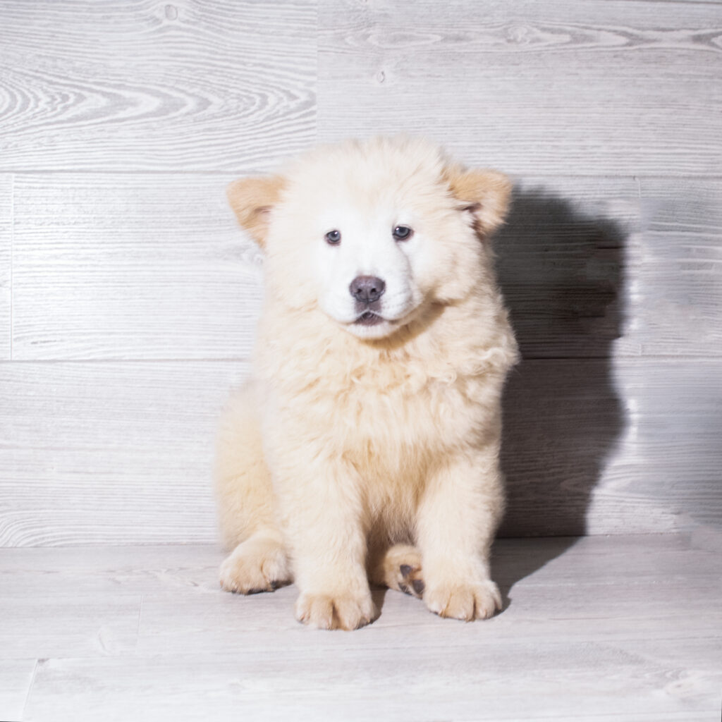 [#261564-06]  - Cream F Chow Chow Puppies for Sale