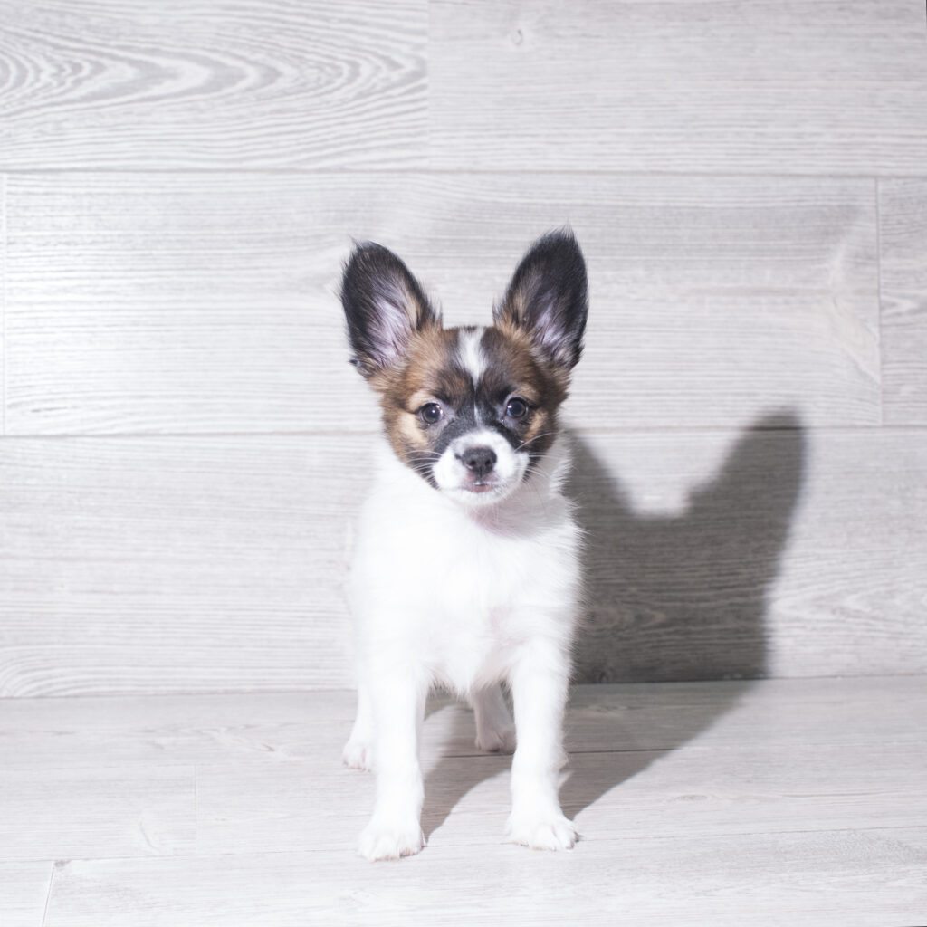 [#261701-05]  - Tri-Colored F Papillon Puppies for Sale