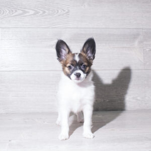 Petland Cleveland Papillon puppy available