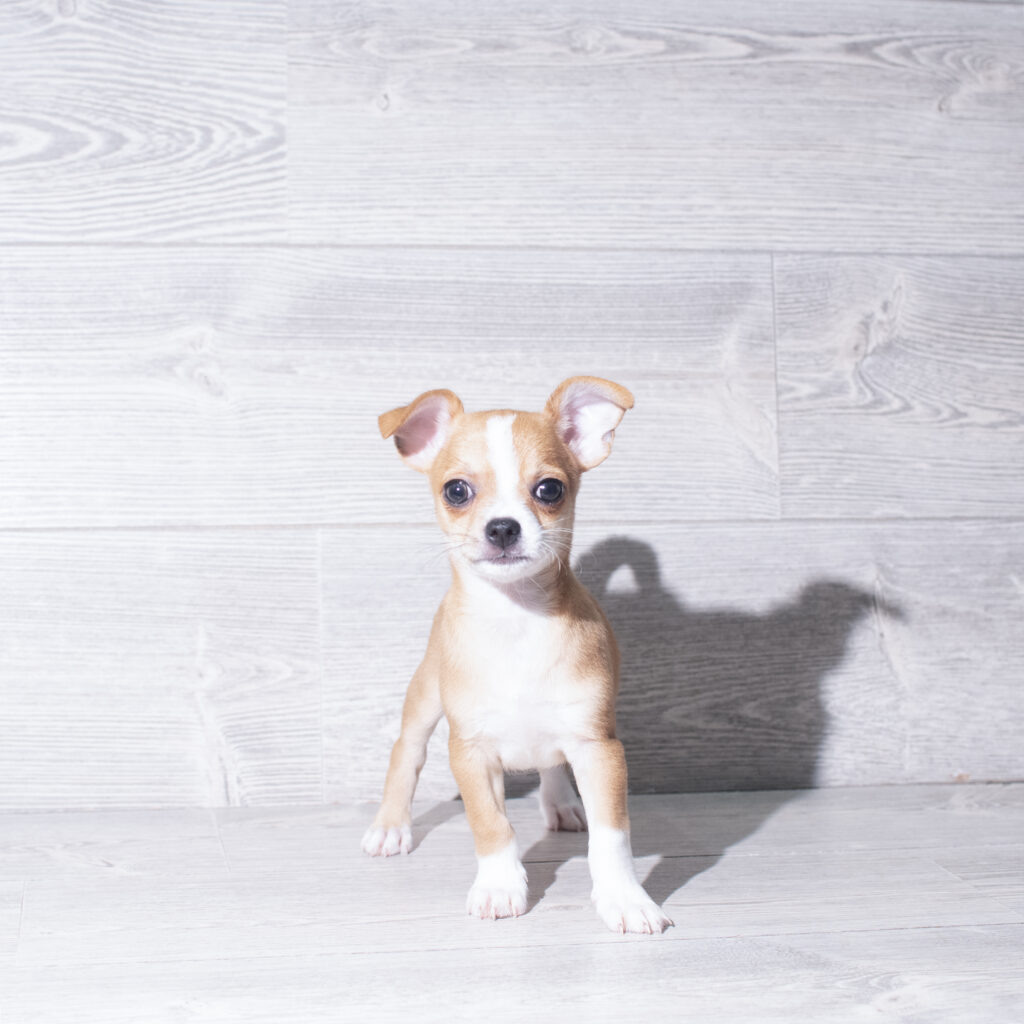 [#261755-01]  - Red Fawn M Chihuahua Puppies for Sale