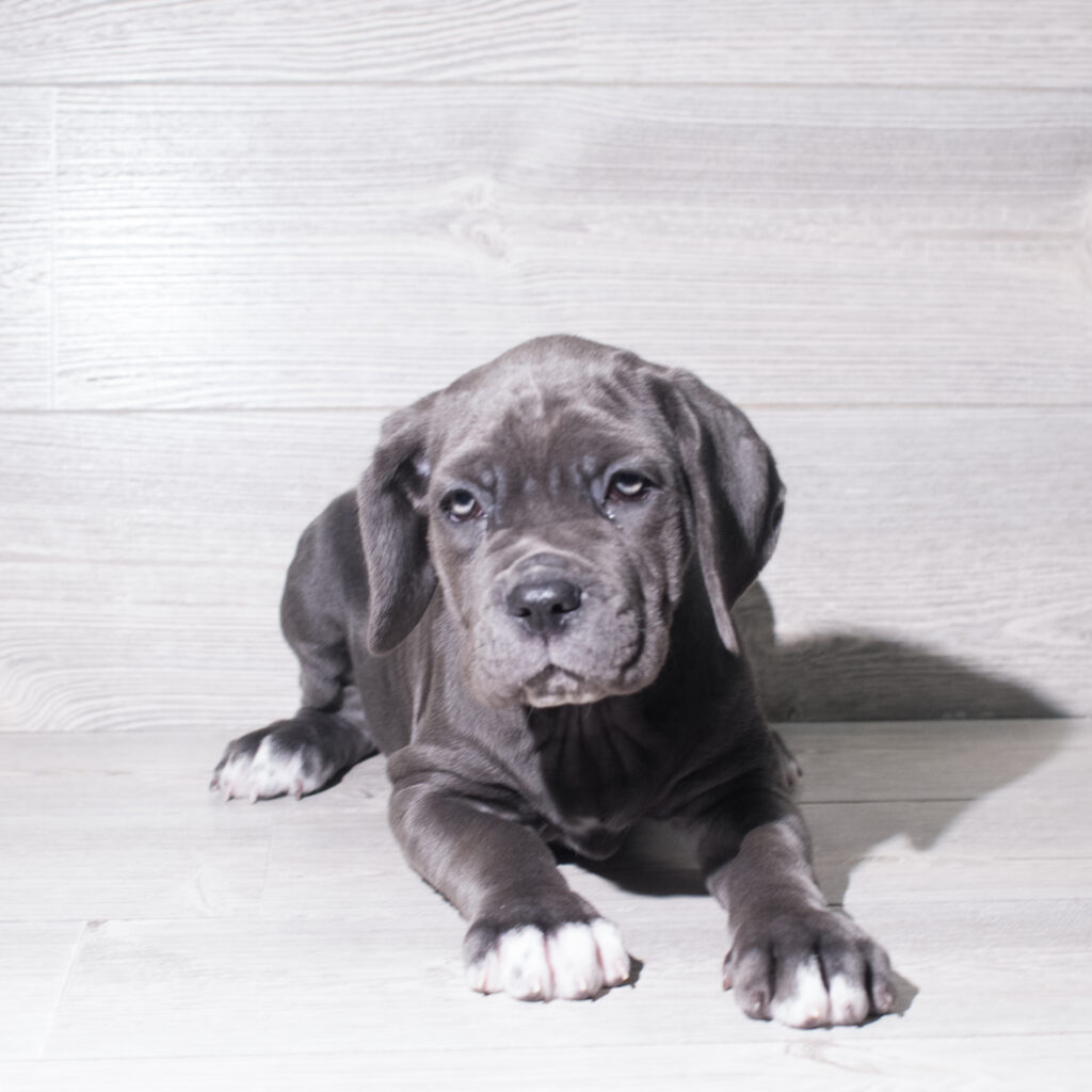 [#261787-08]  - Blue F Neapolitan Mastiff Puppies for Sale
