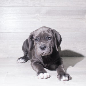 Petland Cleveland Neapolitan Mastiff puppy available