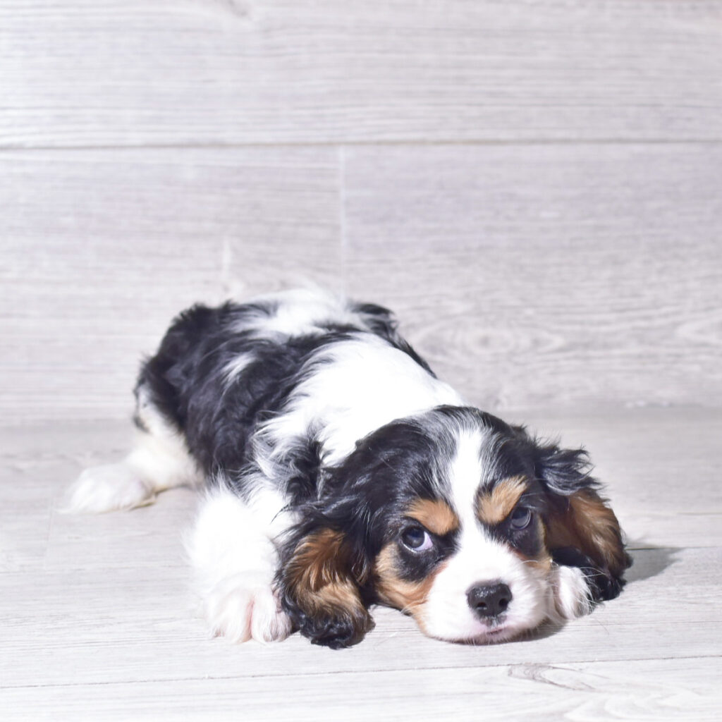 [#261915-01]  - Tri-Colored M Cavalier King Charles Spaniel Puppies for Sale