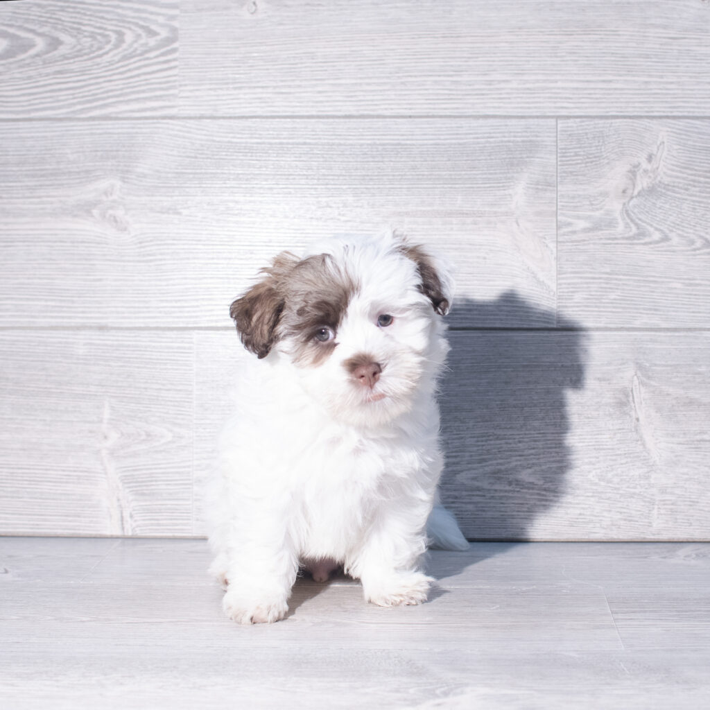 [#261318-01]  - Chocolate M Havanese Puppies for Sale