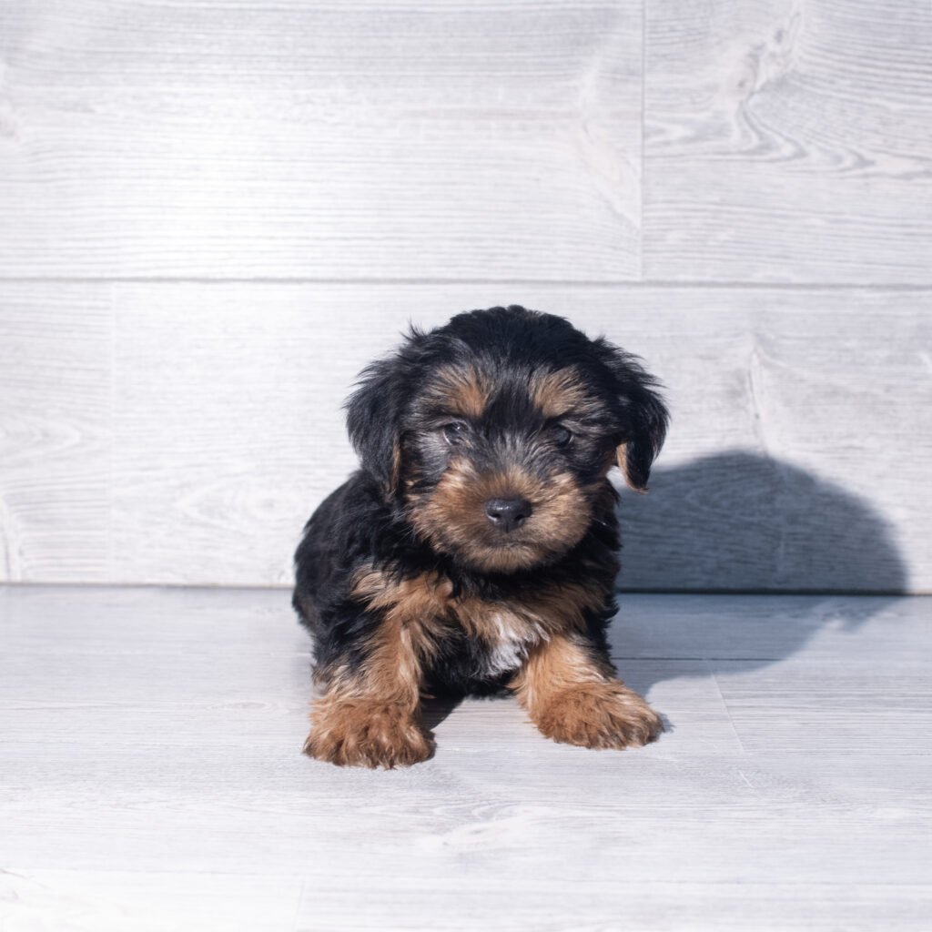 [#261448-02]  - Black / Tan M Yorkshire Terrier Puppies for Sale